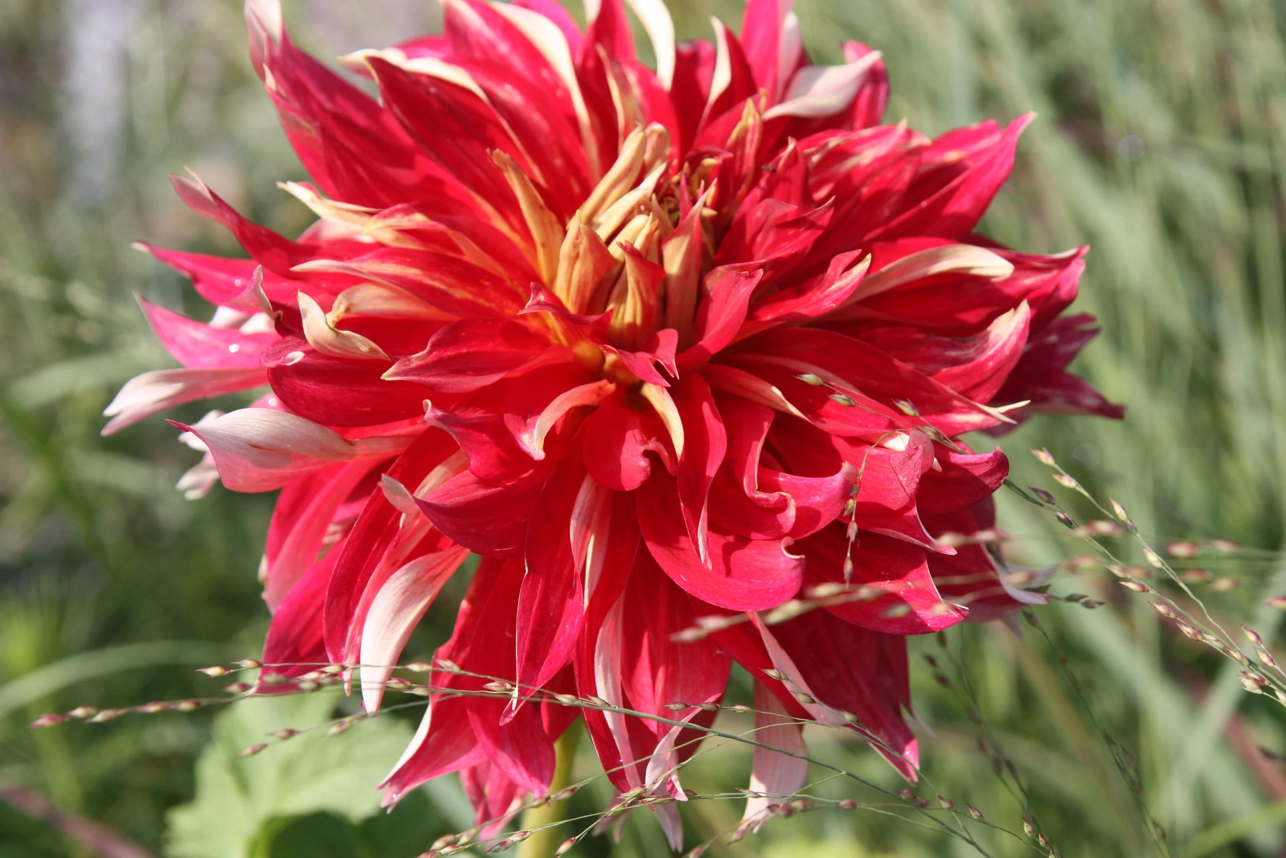 Diverse, Decadent Dahlias