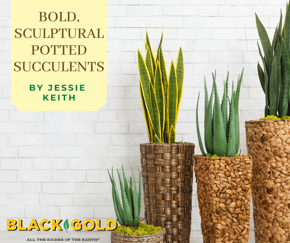 Bold, Sculptural Potted Succulents