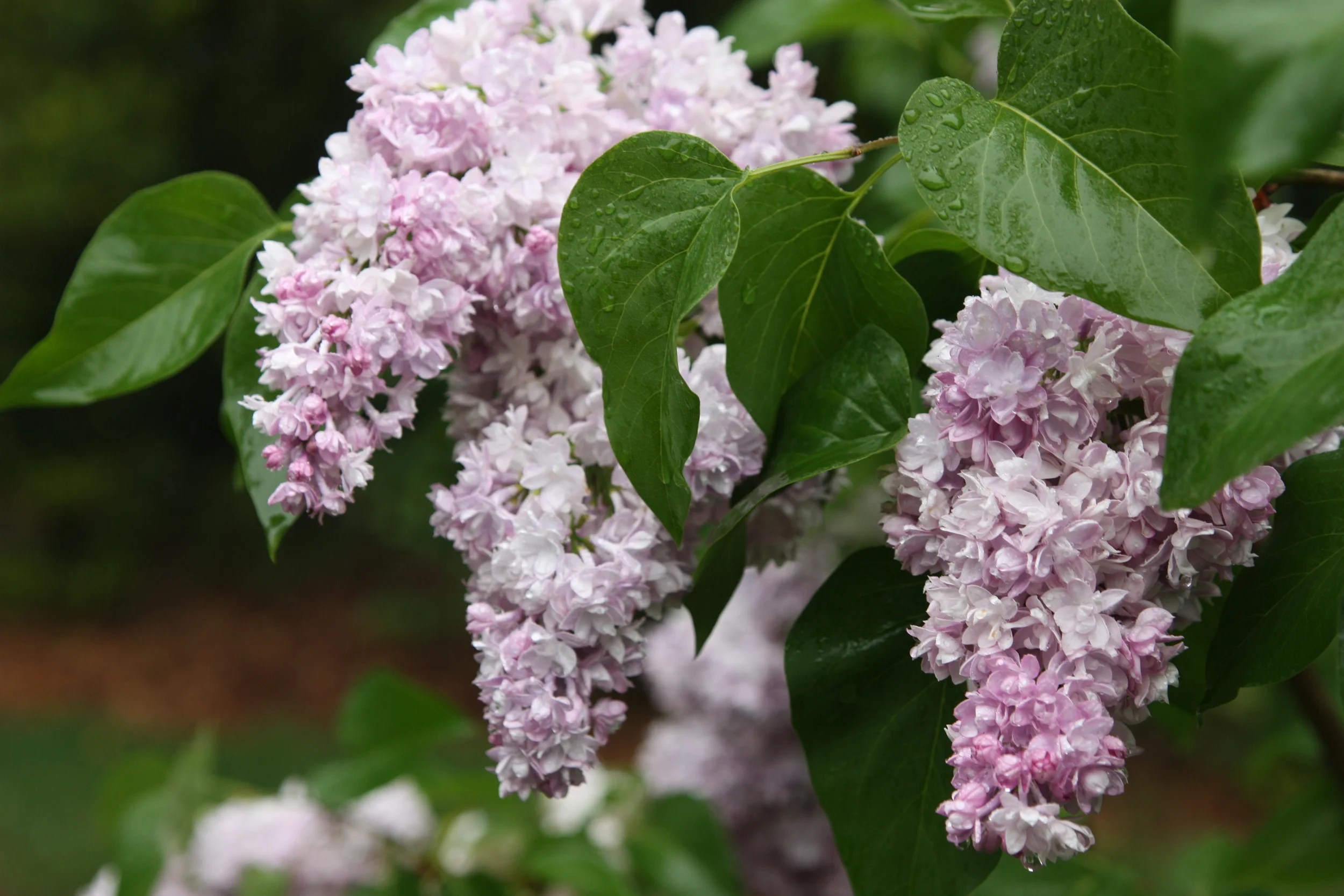 Five Long-Lasting Lilacs