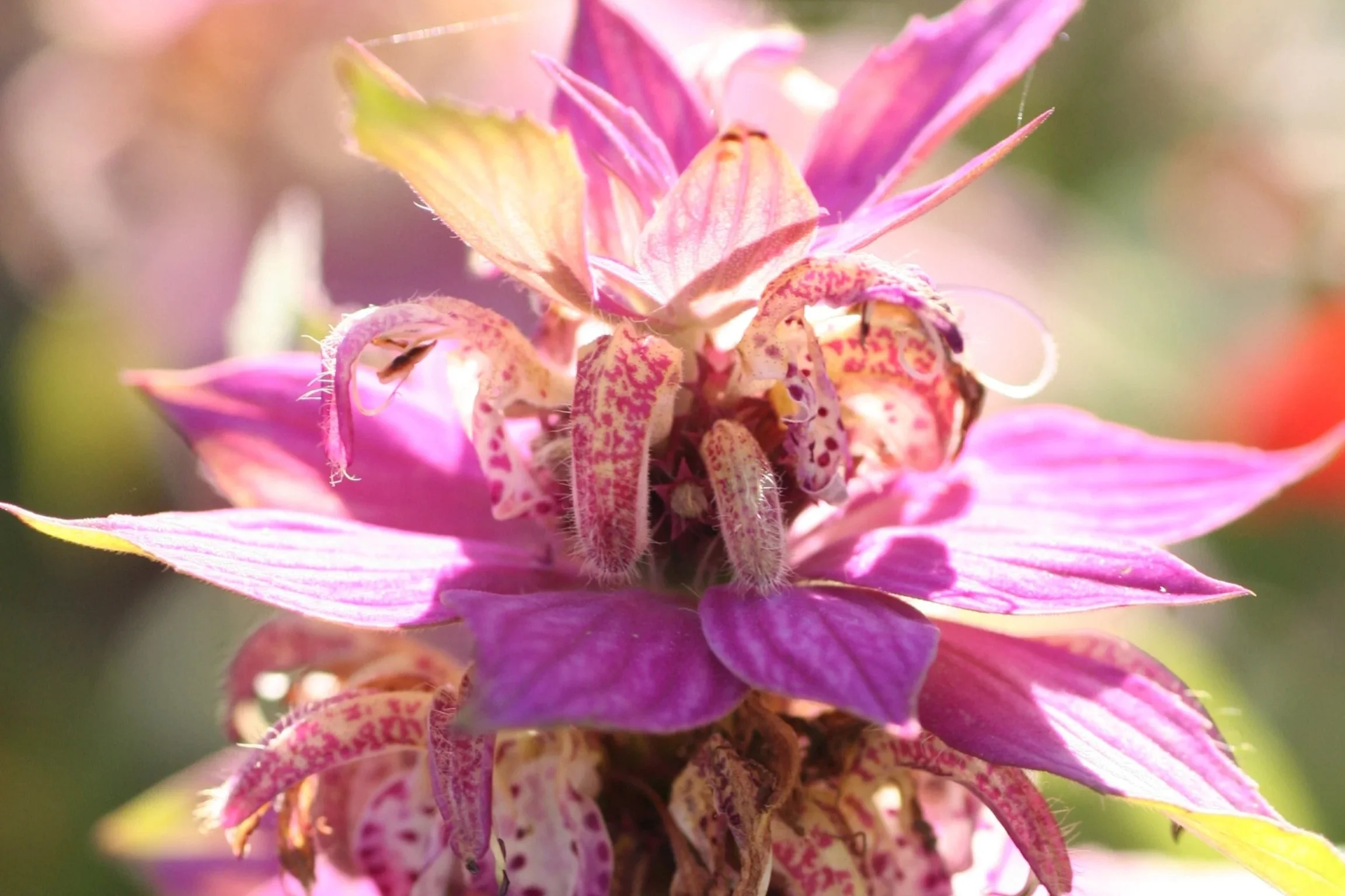 Monarda or "Unsung Beebalms"