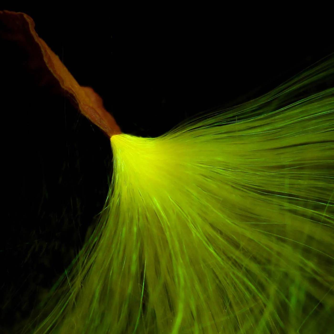 "Milkweed Seed, Fluorescence", High gloss metal print, 16"H x 16"W