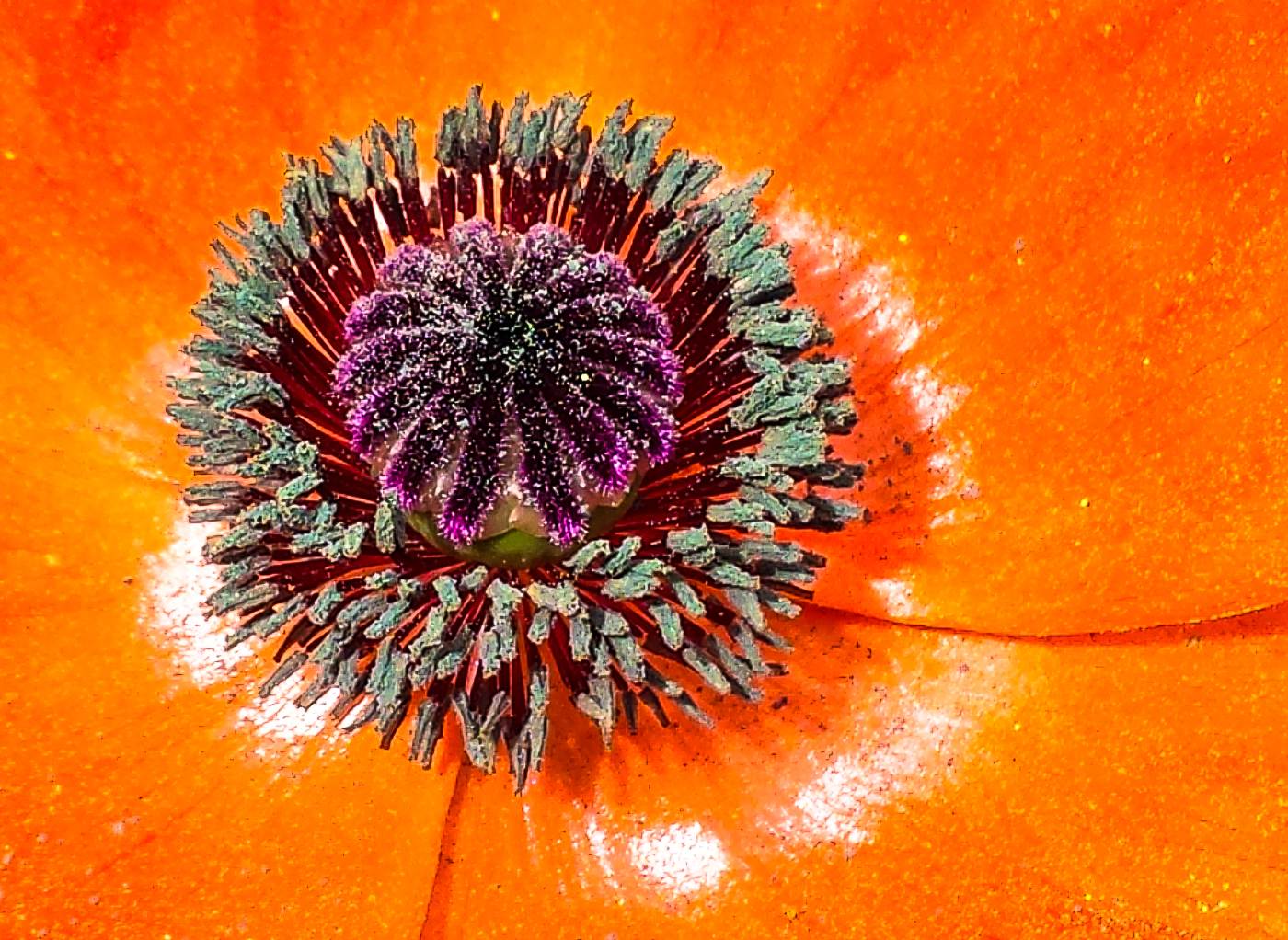 "Poppy", inkjet print, 20"H x 26"W