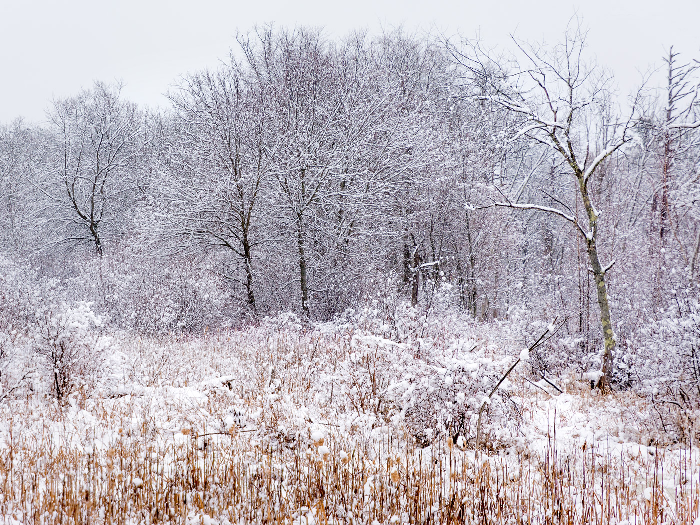 "Water Row, Sudbury, MA", inkjet print, 25"H x 30"W