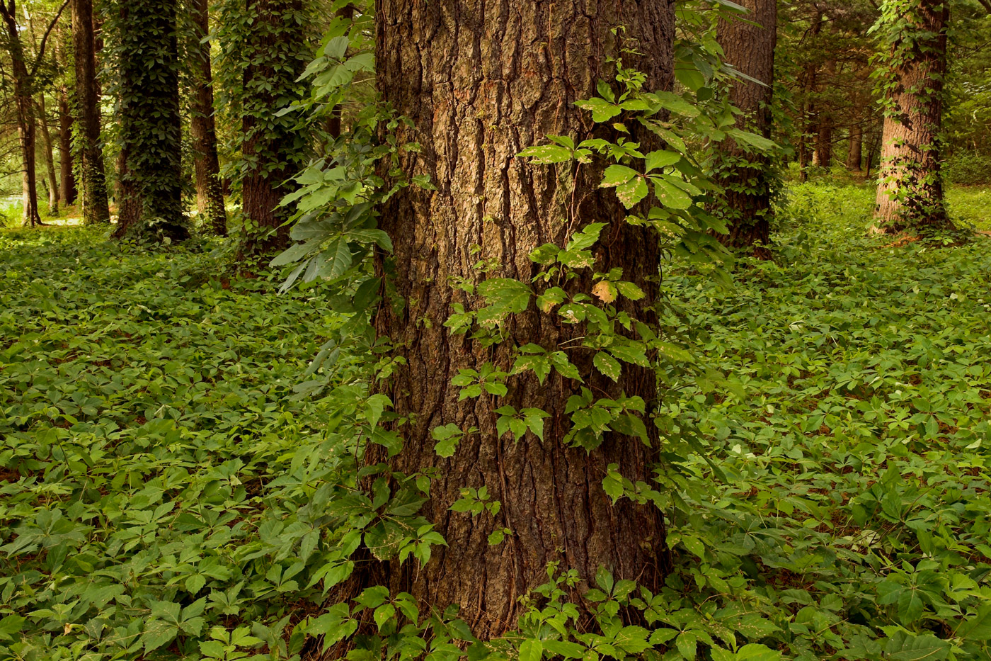 "Hazel Brook Conservation Area, Wayland, MA", inkjet print, 20"H x 24"W