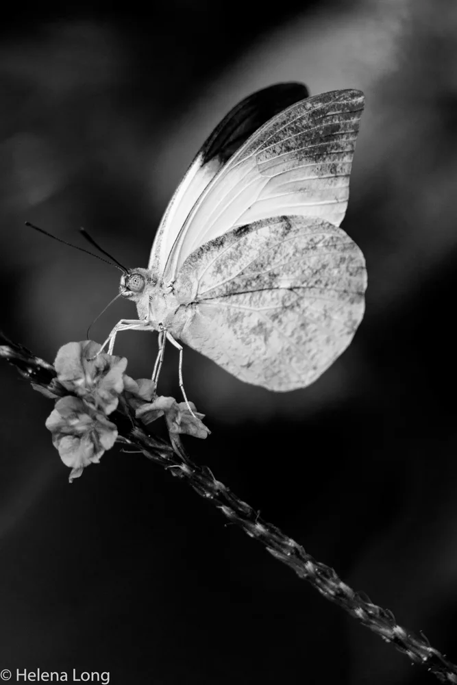 (c) Helena Long