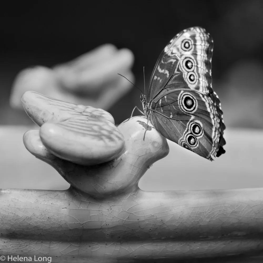 (c) Helena Long