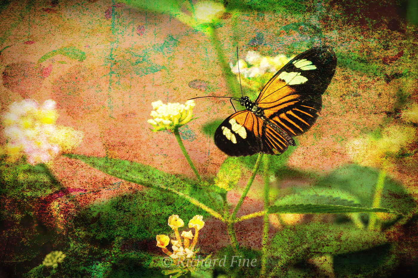 (c) Rick Fine