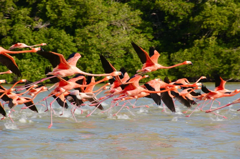 Flamingo Flock Up (c) Betty Stone