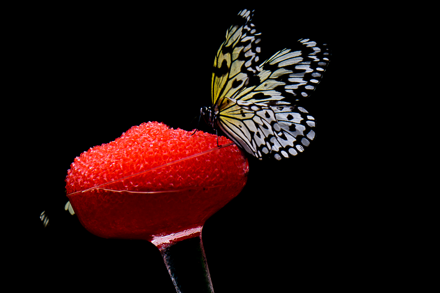  Red Nectar &nbsp;(c) William Feiring 