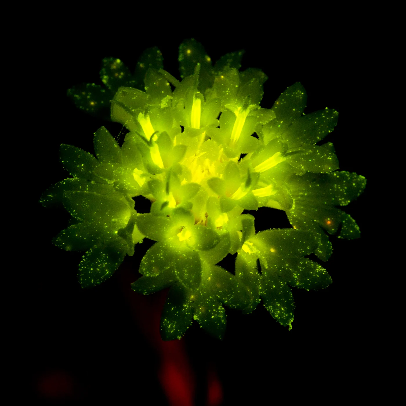 Light under Light: Flower (c) Charles Mazel