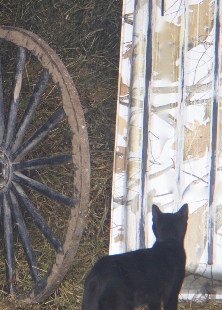 Cat-titude (c) Bonnie Newman and Betty Stone