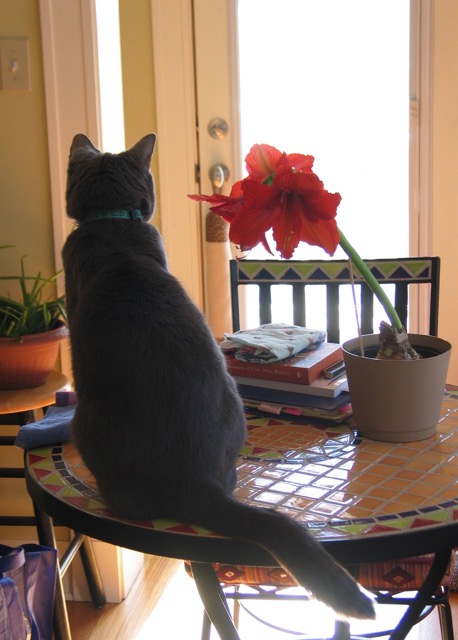 Cat-titude (c) Bonnie Newman and Betty Stone