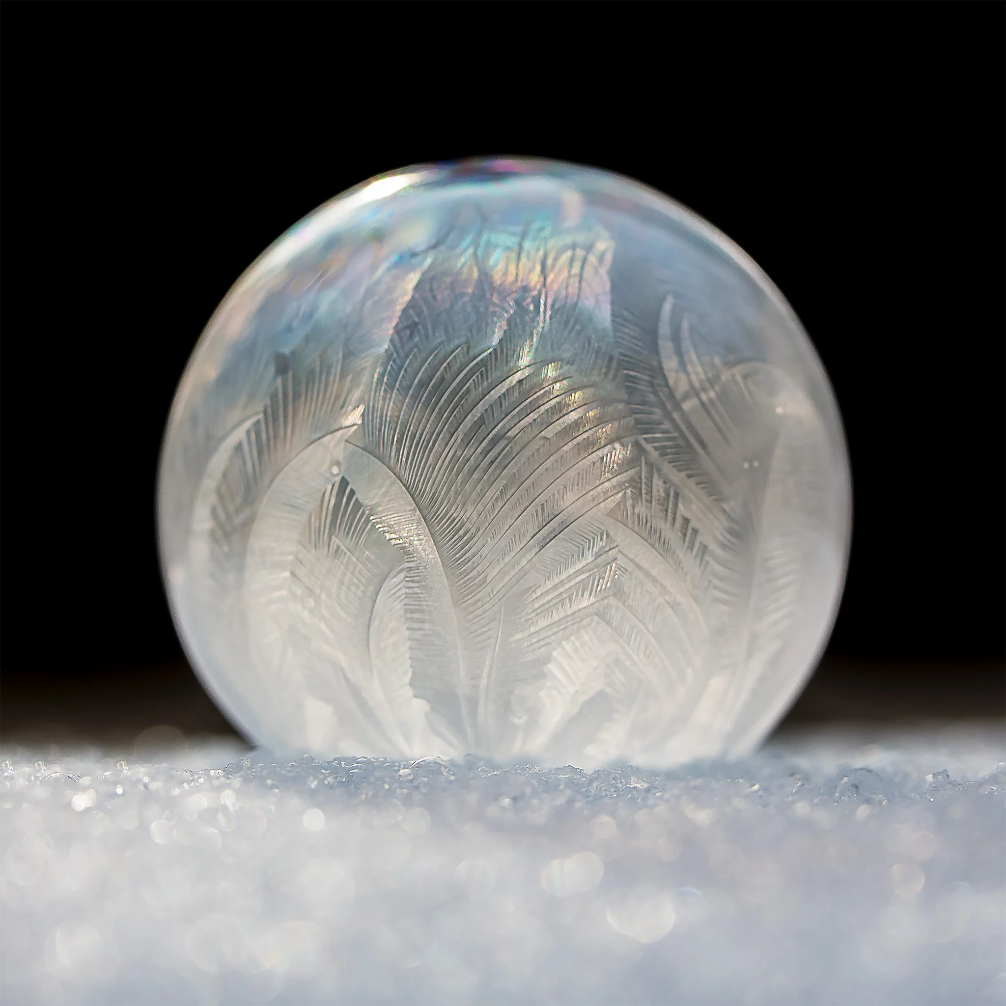 Feathered - Frozen Bubbles (c) Shantel Rich