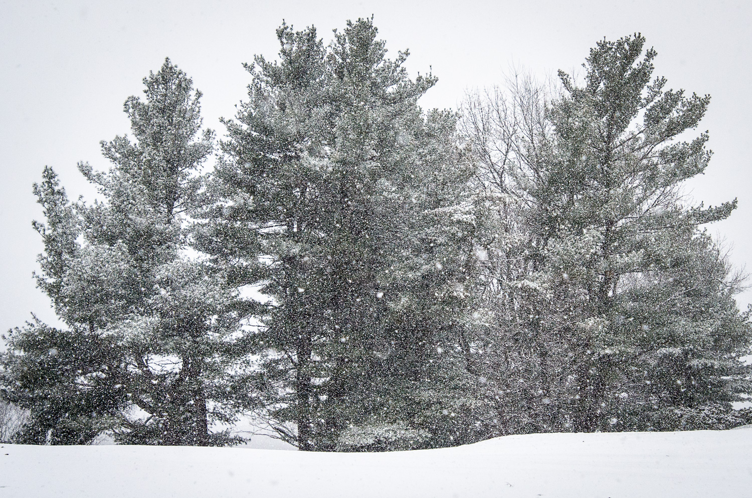 Pines (c) Susan Kottler