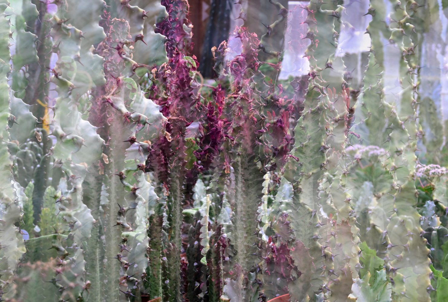  © Paulette Schwartz 