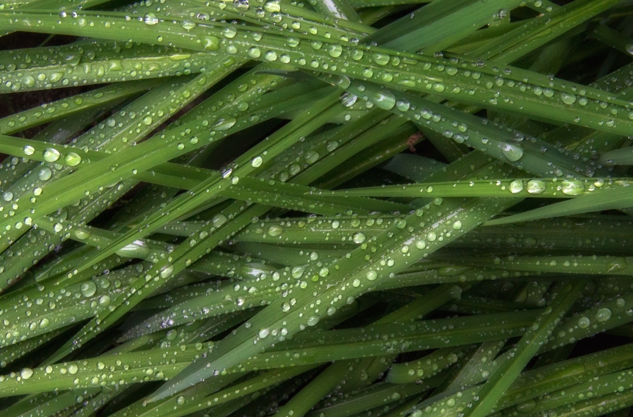 Wet-Grass-1.jpg