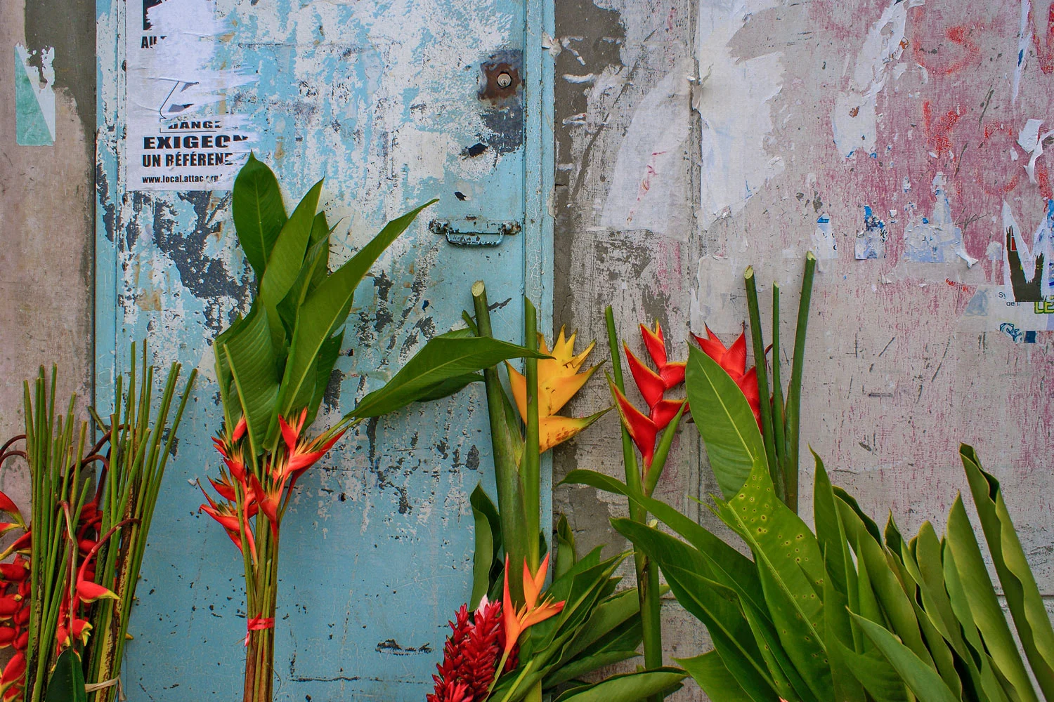 Birds of Paradise
