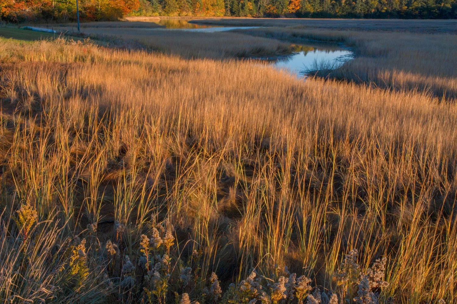 Falmouth Marsh