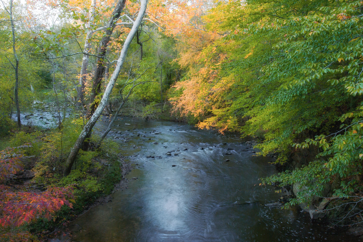 Pennypack Creek