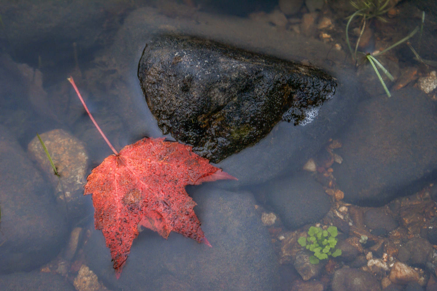 Maple Leaf