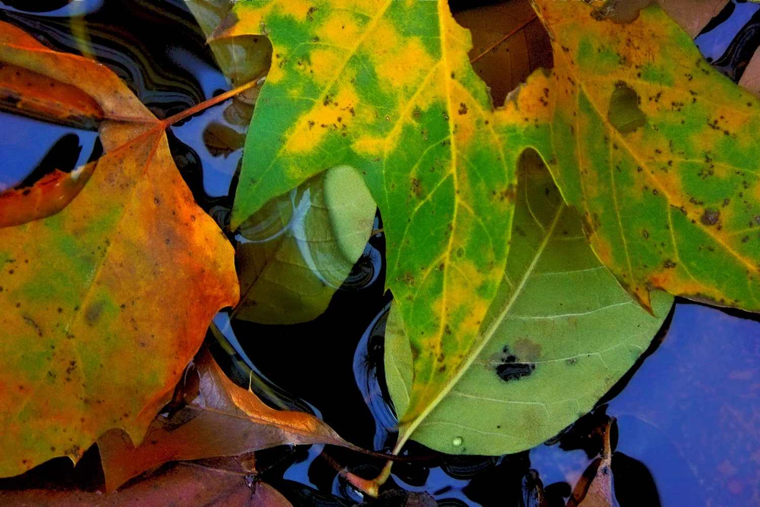 Water Leaves