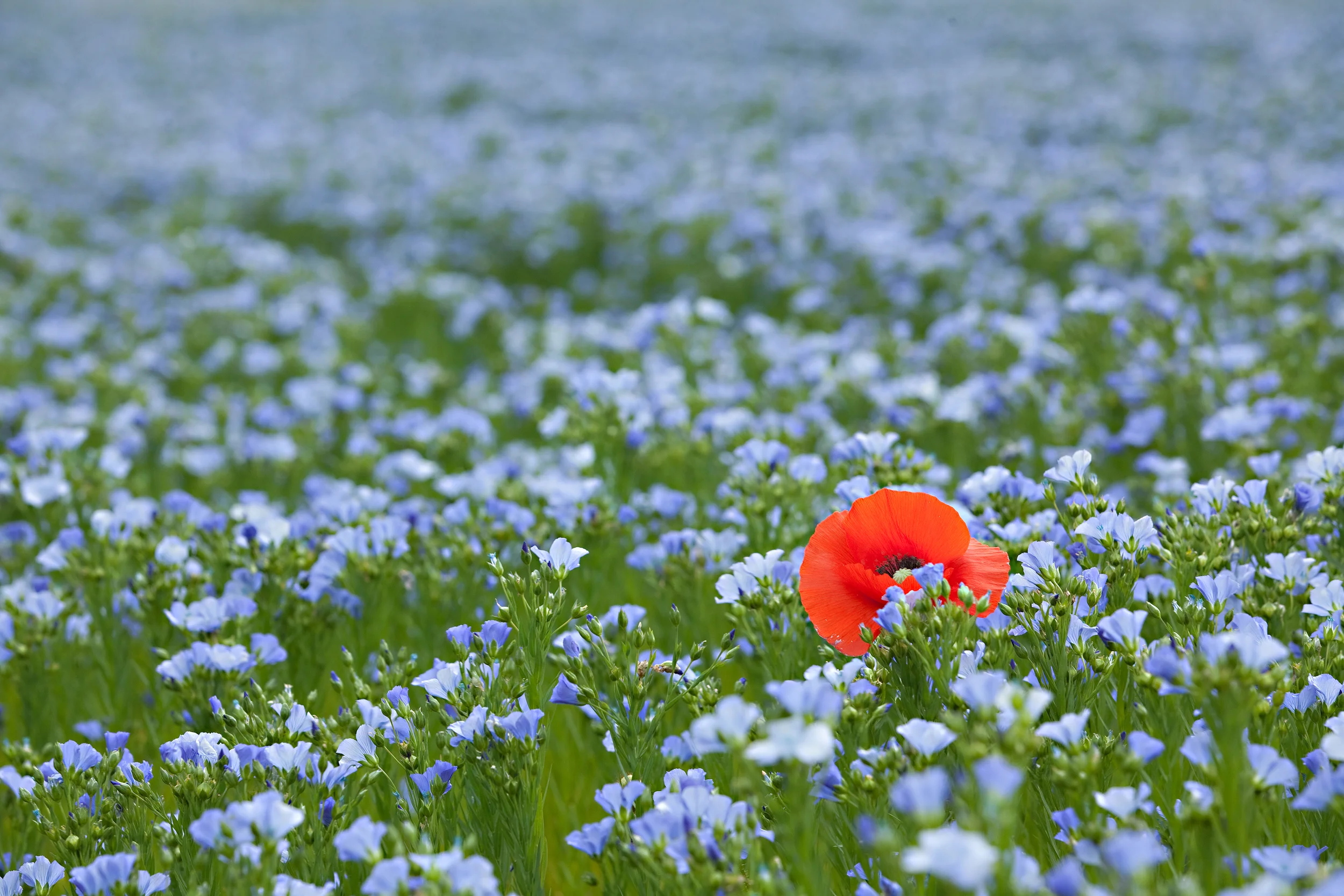 ES_shutterstock_53613502.jpg