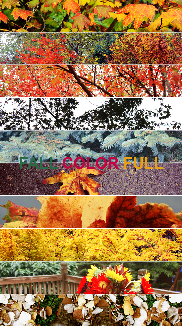 FALL COLOR FULL.jpg