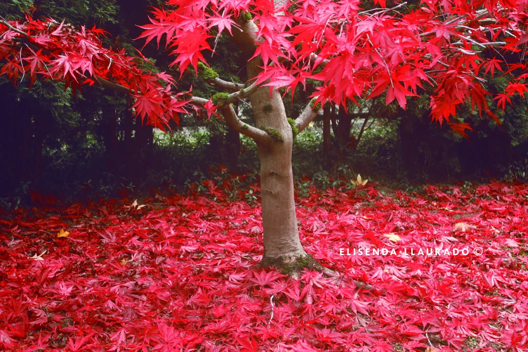 Magic Red tree, Fall 2011.