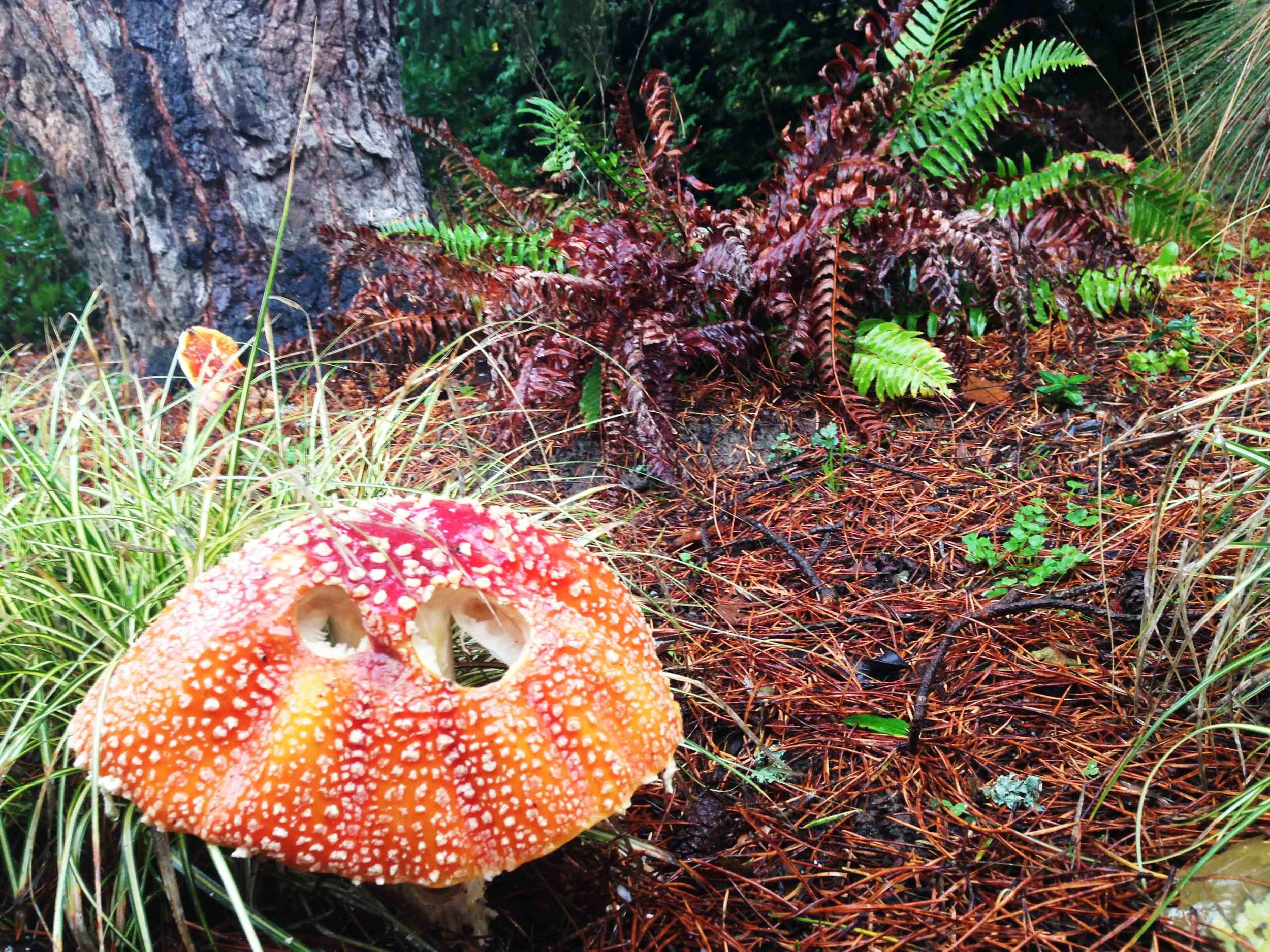 The amanita mushroom