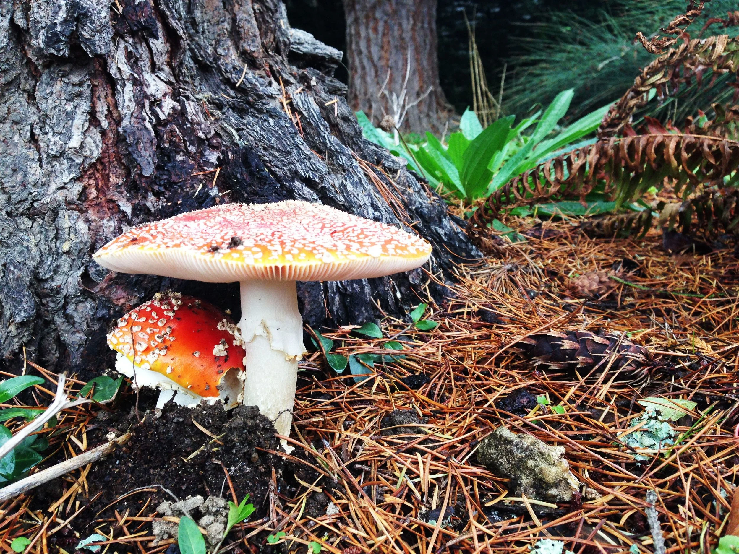 amanita mushroom_elisendallaurado