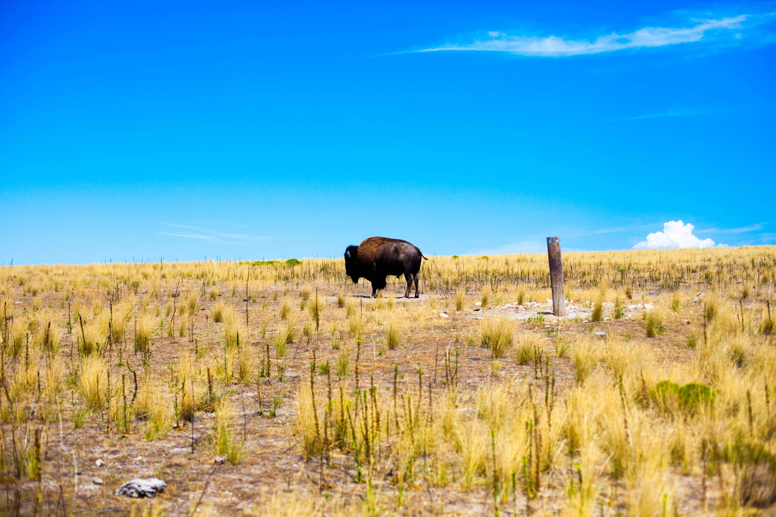 Antelope Island State Park