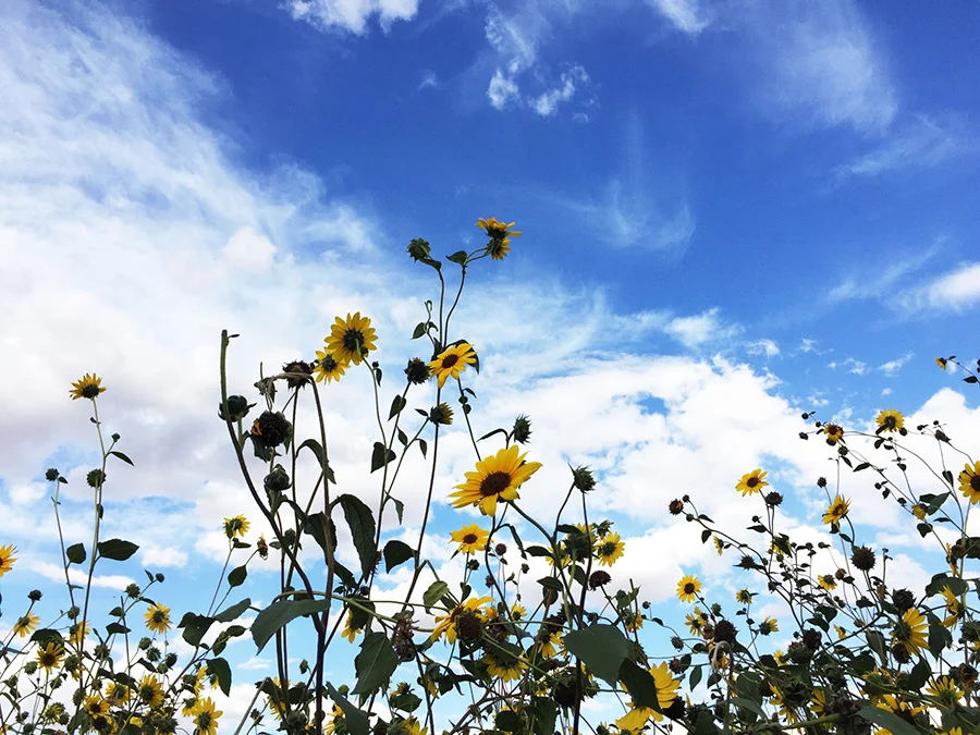 Gorgeous wildflowers that were all over on the side of the road