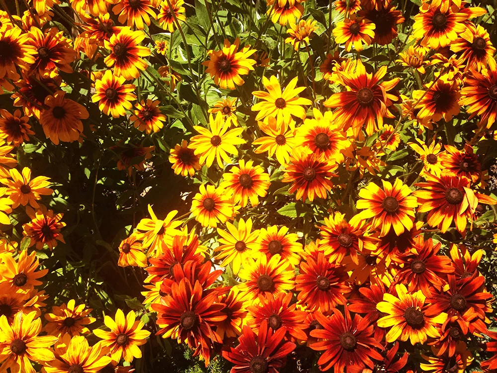2016-07-04 14.14.27.jpg