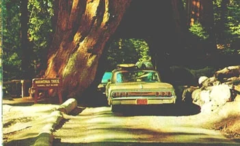 redwoods.jpg