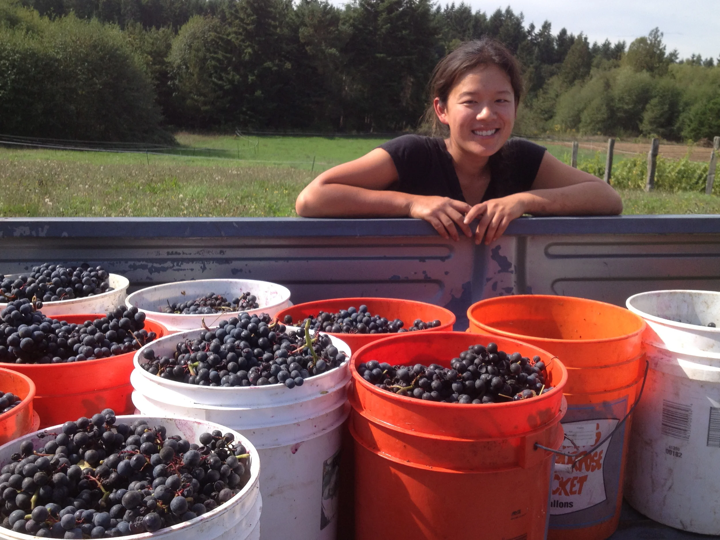  Emily is a former architect turned farmer on Bainbridge Island. In addition to the dye gardens, she works as harvest manager at Butler Green Farms, tends a veggie garden, and cares for the flock of Finnsheep and angora bunnies. When not farming or y