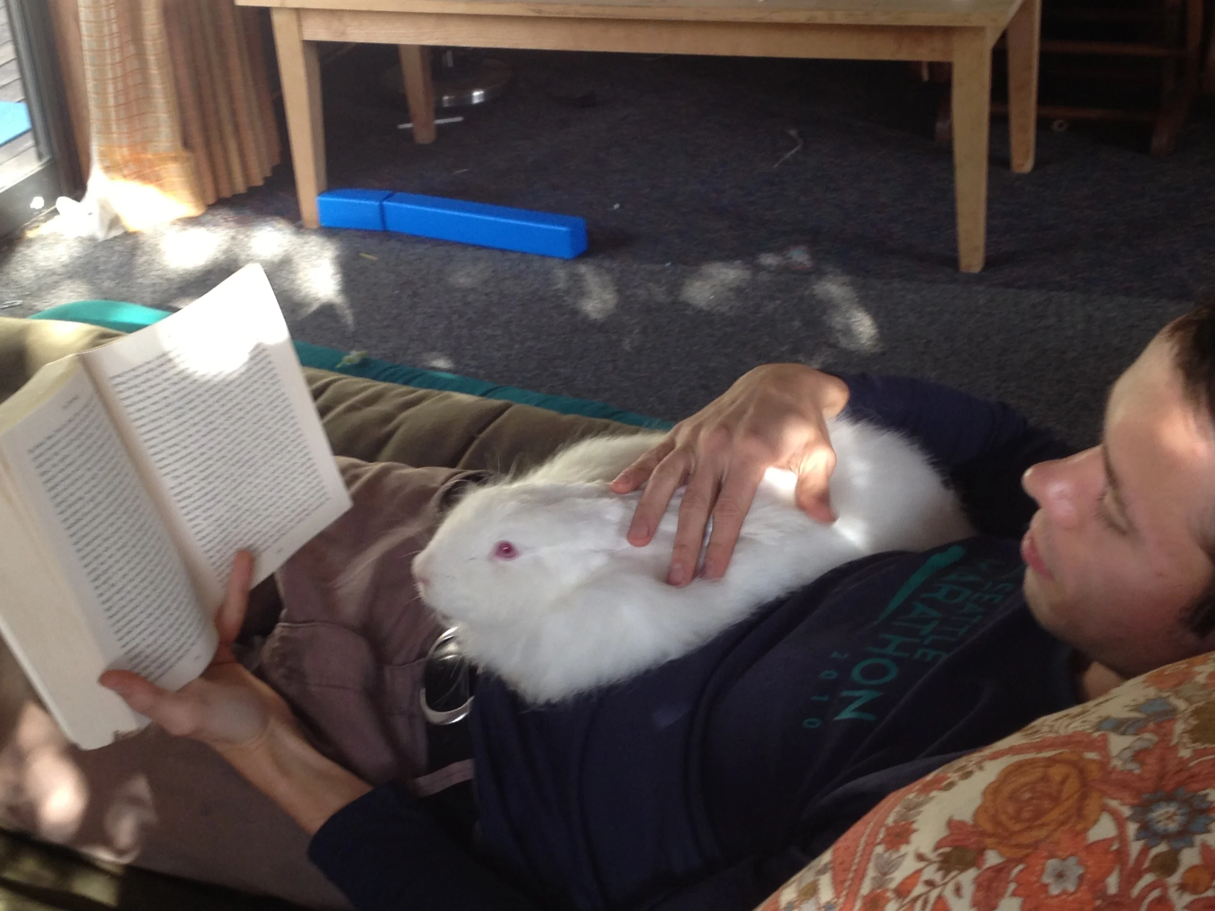  Affability is our main lady in the bunny shed. 100% German Angora, she produces about half her body weight in fiber each year, despite being a smaller doe. While she enjoys grazing and hopping around outside, she really loves being curled up on the 