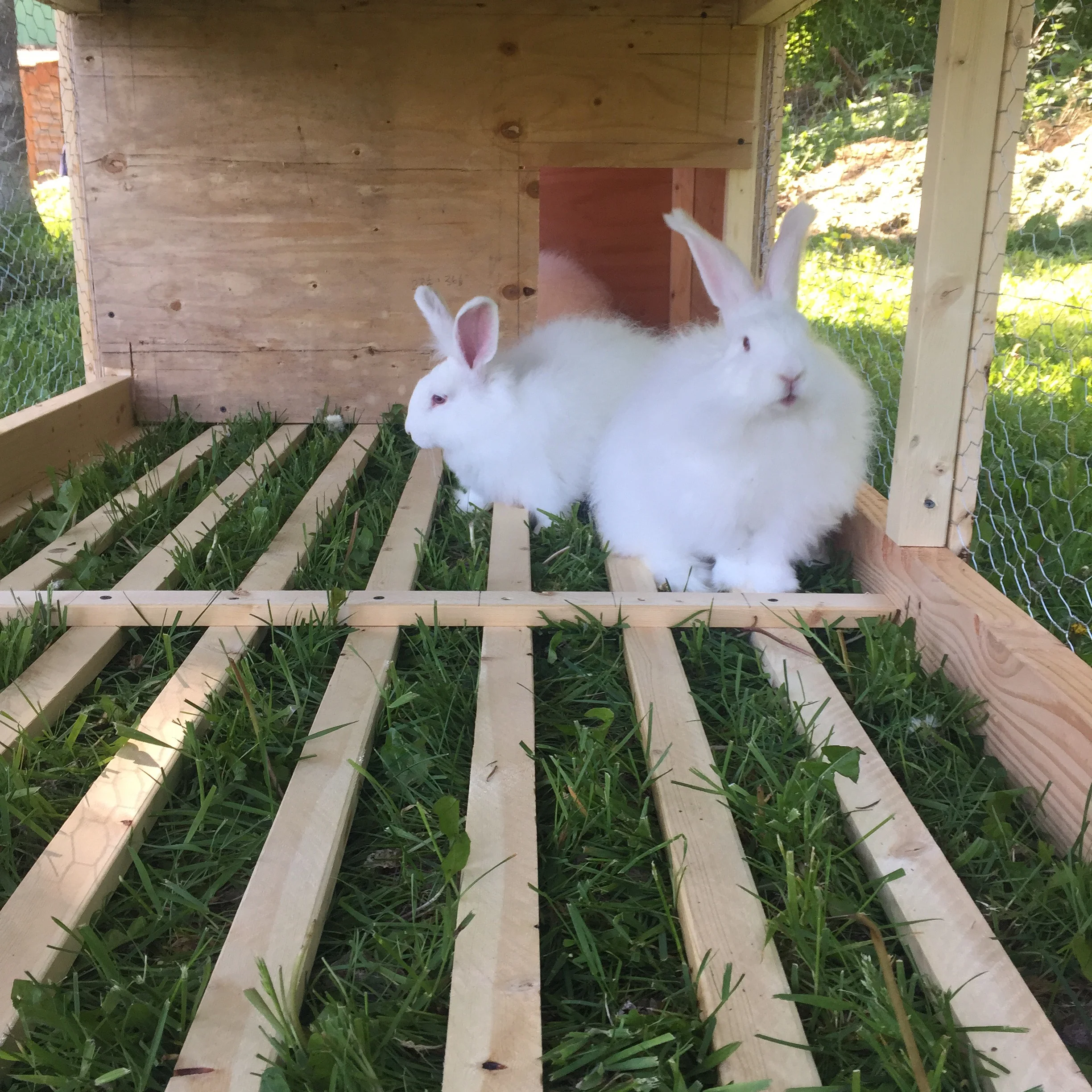 rabbit tractor