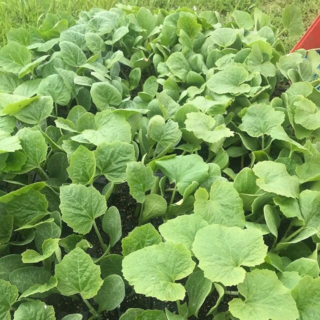 Squash day. #eatwintervegetables