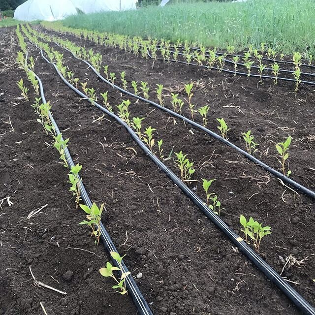 Indigo enjoying the rain this week. I get a lot of growing questions for indigo and these days I plant 2-3 plants at each emitter (8 inches for us.) lots of slugs this year so I am liberal with the sluggo. #naturaldyes #japaneseindigo