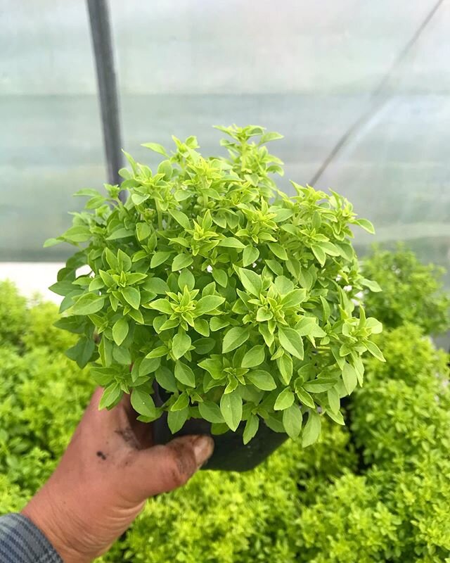 Very cute Greek basil babies coming to @queenannefarmersmarket with us today! Ready to garnish all of your summer suppers. See you there with face masks on! #qafm2020