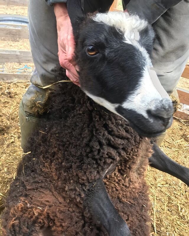 Caught up on hoof trimming (around 320 feet) and health checks today and have some very nice yearling Finn ewe lambs available. I&rsquo;m reducing flock numbers a little to fit with our current forage availability. These are girls who I intended on r