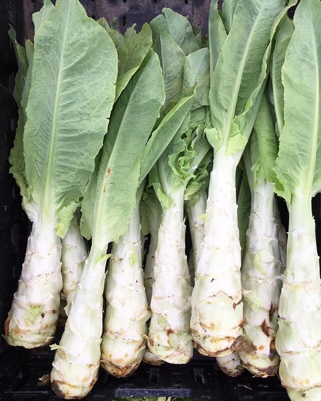 Celtuce for @queenannefarmersmarket today! I stir fried a couple of stalks for dinner last night with mushrooms and garlic scapes while watching @shaoshanfarm harvest celtuce on taste the nation with @padmalakshmi and it was meta. 
#asianvegetables #