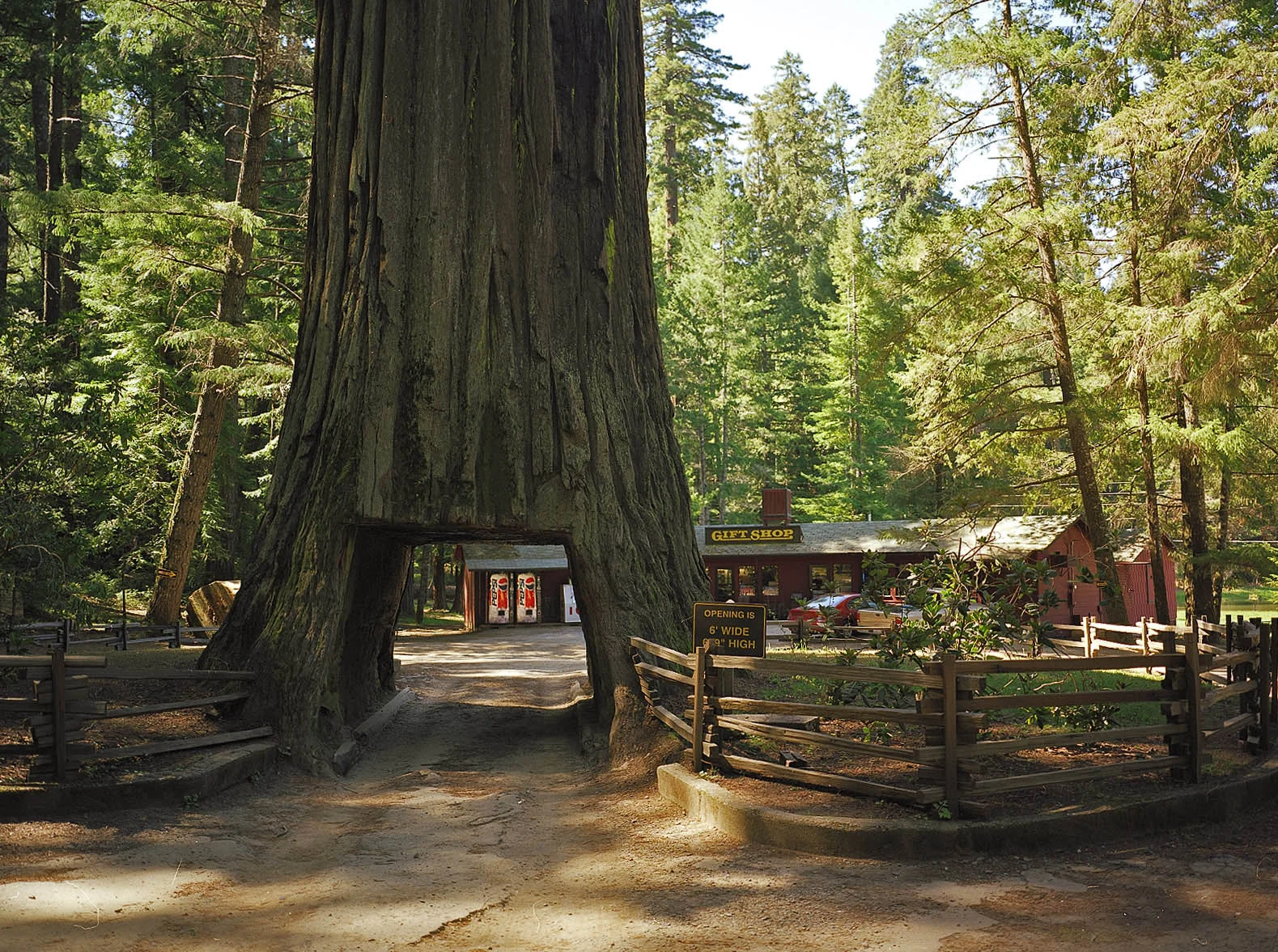   The&nbsp;  Chandelier Tree  &nbsp;  is a 315-foot tall&nbsp;  coast redwood  &nbsp;tree located in the privately-owned Drive Thru Tree Park in Leggett, California. &nbsp;It was carved in the 1930s, and there are two other such trees nearby. &nbsp;P