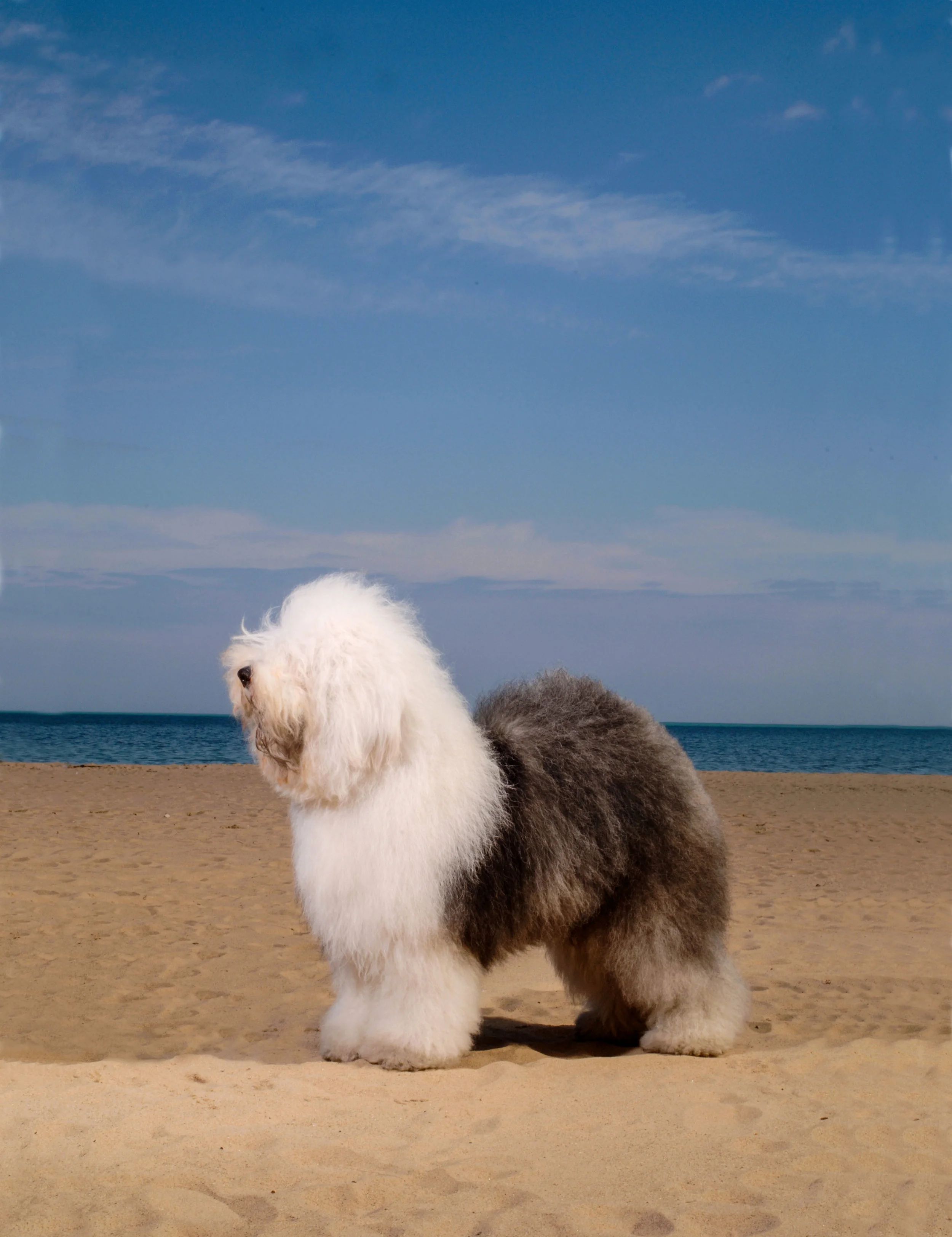 Old English Sheepdog