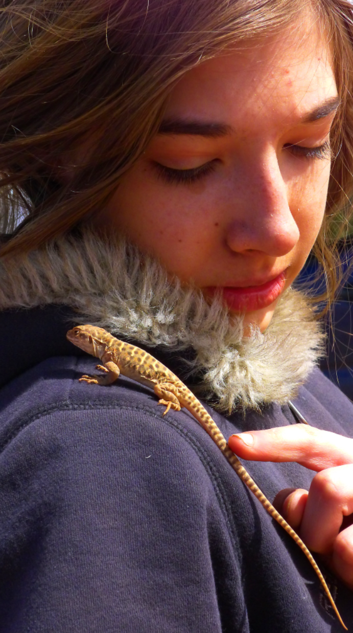 Lilli Lizard