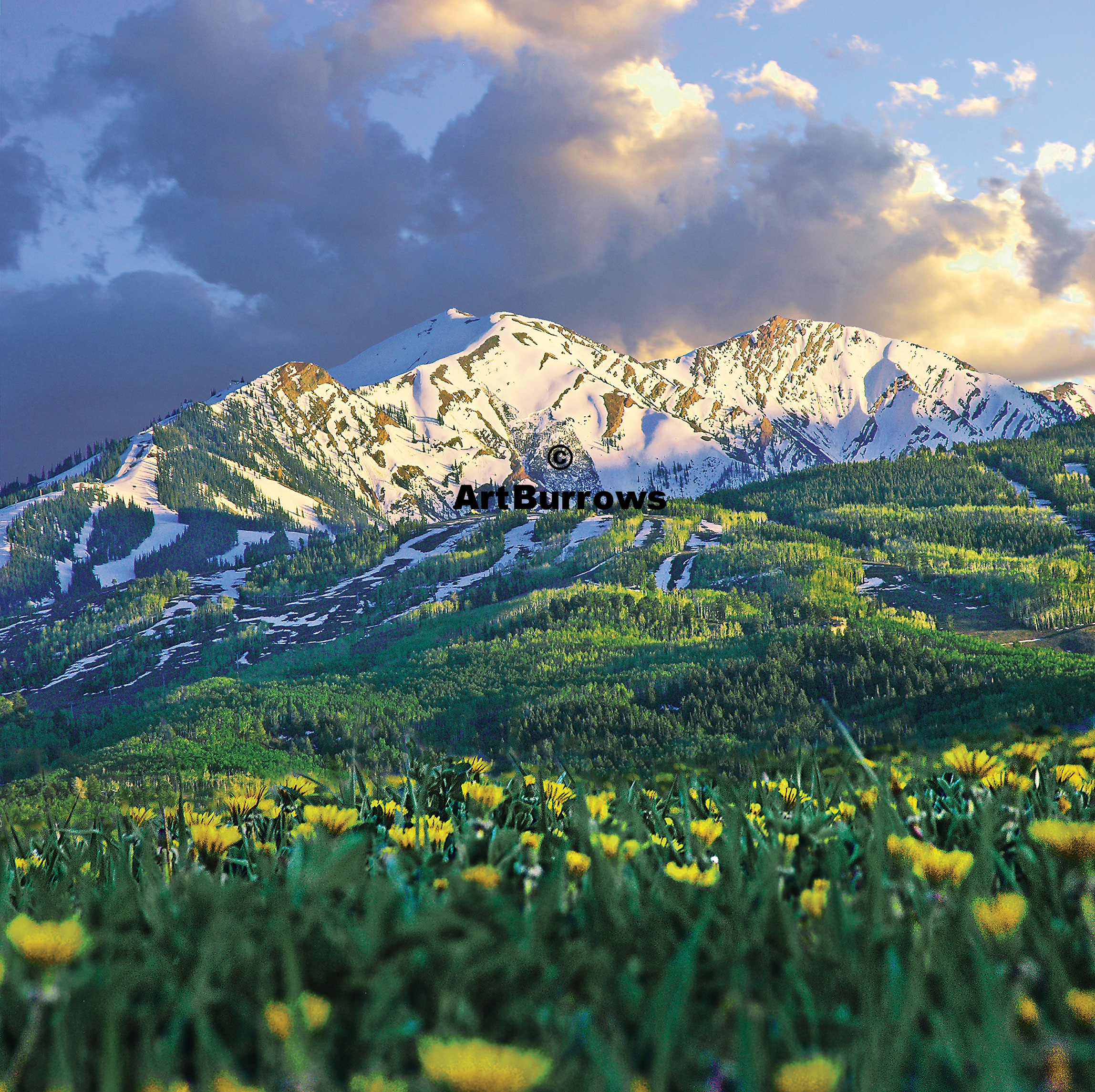 Spring Dandelions & Highland Bowl
