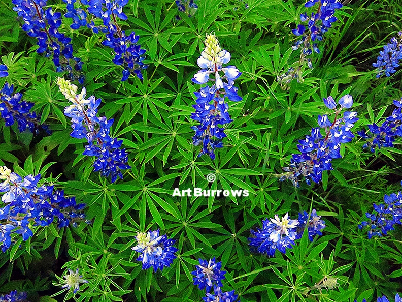 Lupine Cluster