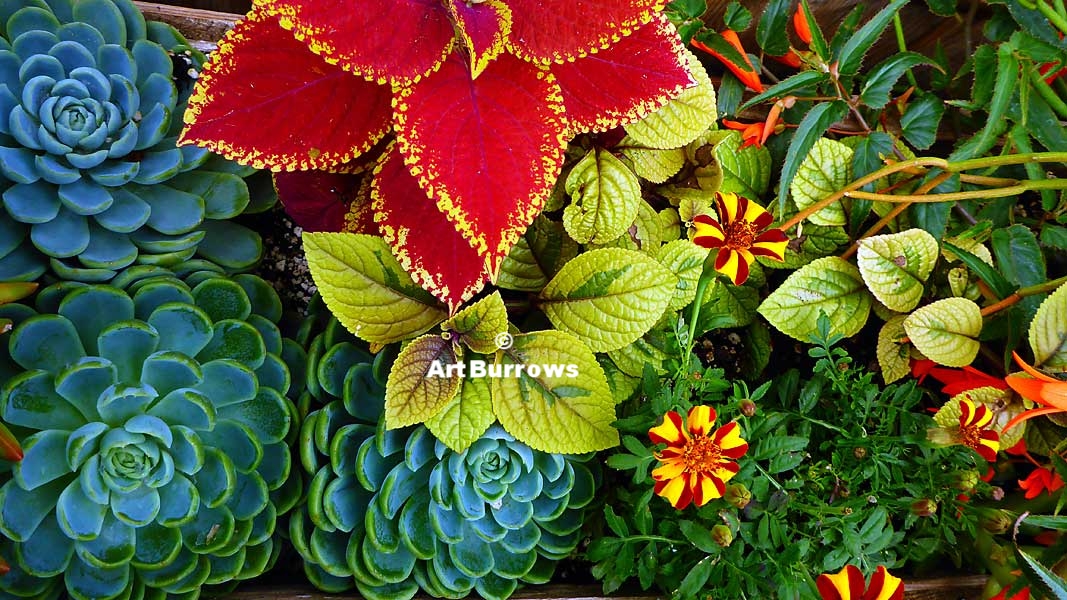 Garden leaves varieties