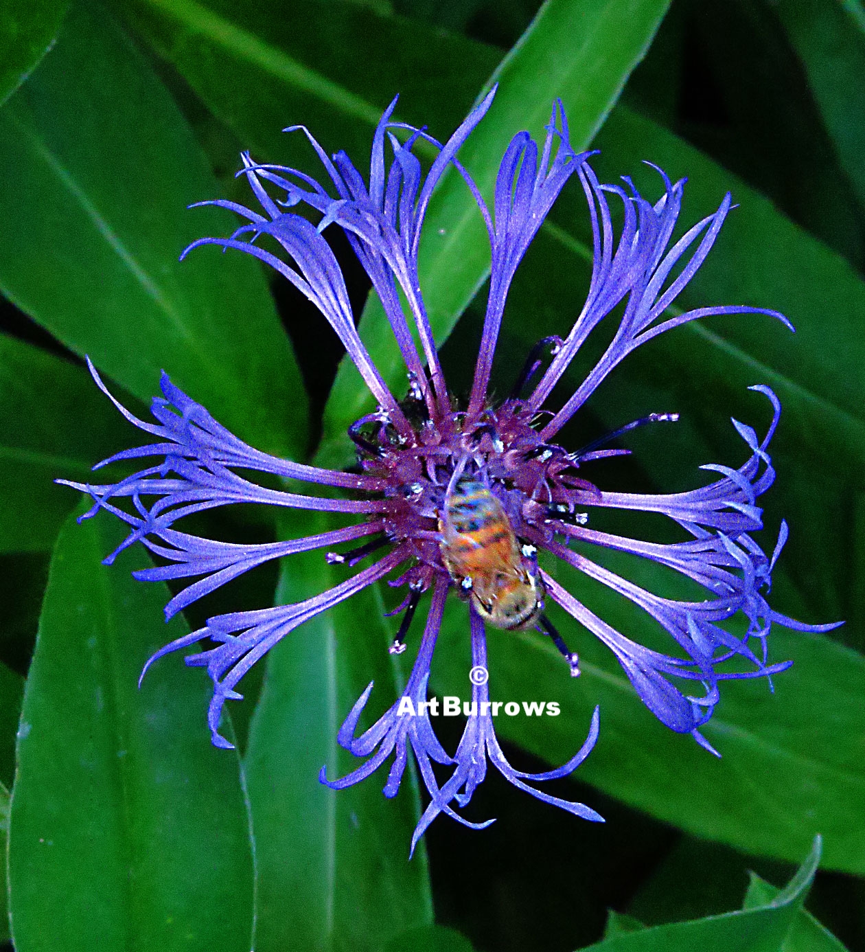 Bee and Flower