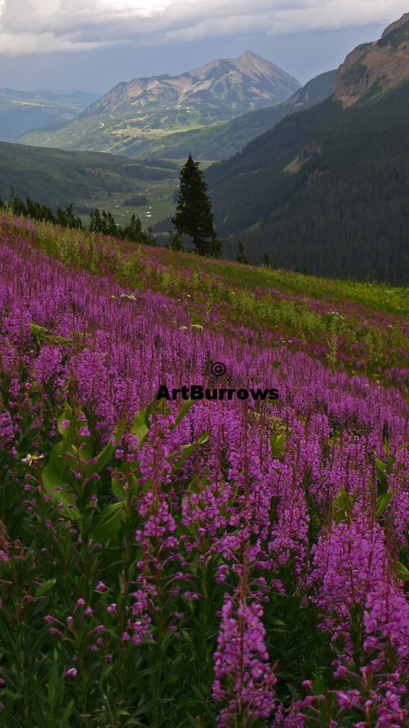 Summer Flowers 401 & Crested Butte
